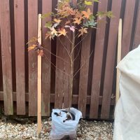 Four New Trees Planted in Meadows.